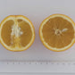 Madam Vinous Sweet Orange Budwood citrus plant material online shopping