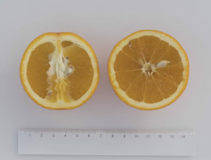 Madam Vinous Sweet Orange Budwood citrus plant material online shopping