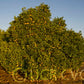 Madam Vinous Sweet Orange Budwood citrus plant material online shopping