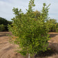 Furr C-57 Citrandarin Trifoliate Hybrid Budwood citrus plant material online shopping
