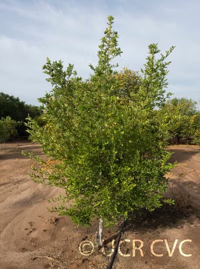 Furr C-57 Citrandarin Trifoliate Hybrid Budwood citrus plant material online shopping
