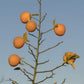 Furr C-57 Citrandarin Trifoliate Hybrid Budwood citrus plant material online shopping