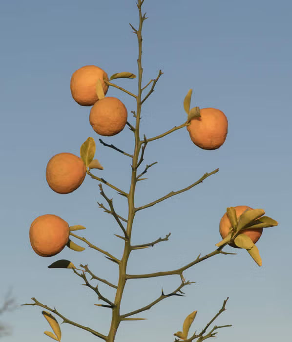 Furr C-57 Citrandarin Trifoliate Hybrid Budwood citrus plant material online shopping