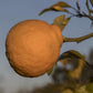 Furr C-57 Citrandarin Trifoliate Hybrid Budwood citrus plant material online shopping