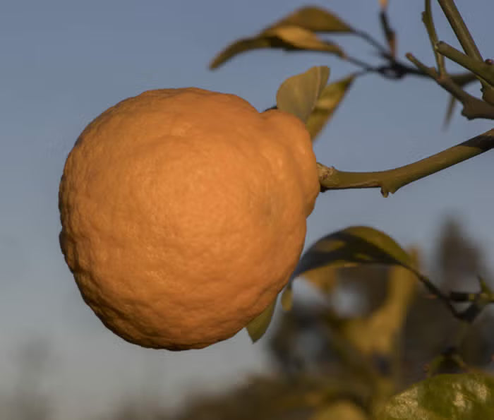 Furr C-57 Citrandarin Trifoliate Hybrid Budwood citrus plant material online shopping