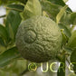 Furr C-57 Citrandarin Trifoliate Hybrid Budwood citrus plant material online shopping