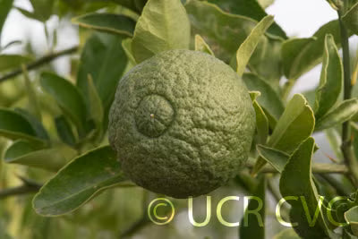Furr C-57 Citrandarin Trifoliate Hybrid Budwood citrus plant material online shopping
