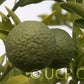 Furr C-57 Citrandarin Trifoliate Hybrid Budwood citrus plant material online shopping