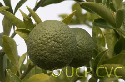 Furr C-57 Citrandarin Trifoliate Hybrid Budwood citrus plant material online shopping