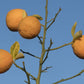 Furr C-57 Citrandarin Trifoliate Hybrid Budwood citrus plant material online shopping