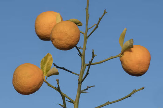 Furr C-57 Citrandarin Trifoliate Hybrid Budwood citrus plant material online shopping