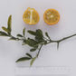Furr C-57 Citrandarin Trifoliate Hybrid Budwood citrus plant material online shopping
