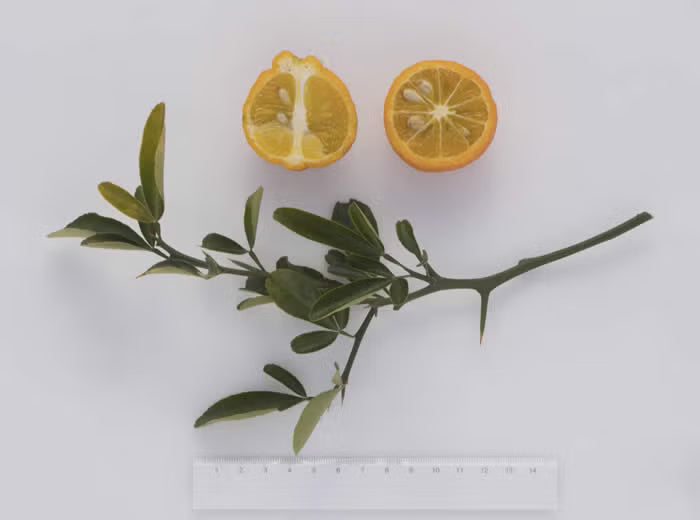 Furr C-57 Citrandarin Trifoliate Hybrid Budwood citrus plant material online shopping
