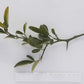 Furr C-57 Citrandarin Trifoliate Hybrid Budwood citrus plant material online shopping