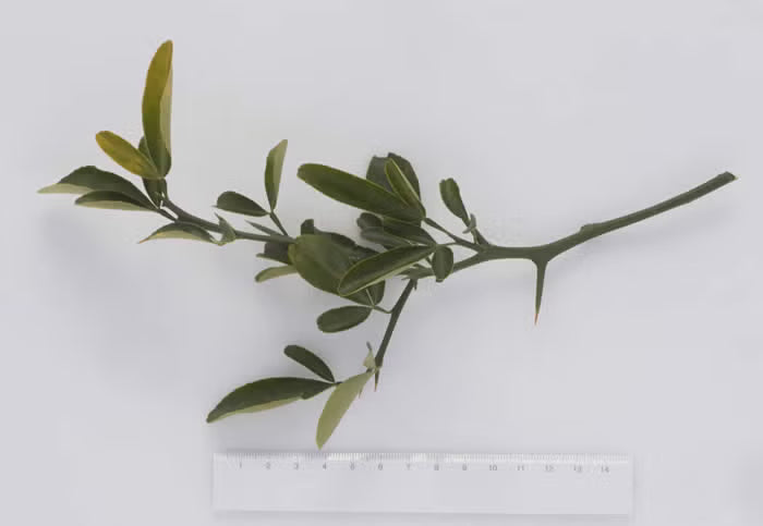 Furr C-57 Citrandarin Trifoliate Hybrid Budwood citrus plant material online shopping