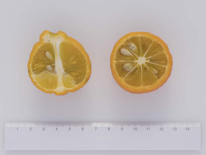 Furr C-57 Citrandarin Trifoliate Hybrid Budwood citrus plant material online shopping