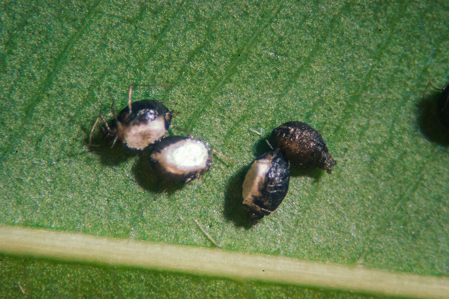 Resulting aphid mummies of shape and colour distinct to Ephedrus cerasicola parasitism.