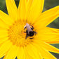 Natupol Booster Bumblebee Field Natural Pollinator