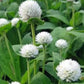 White Gomphrena Seeds online shopping