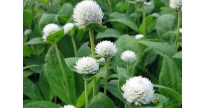White Gomphrena Seeds online shopping