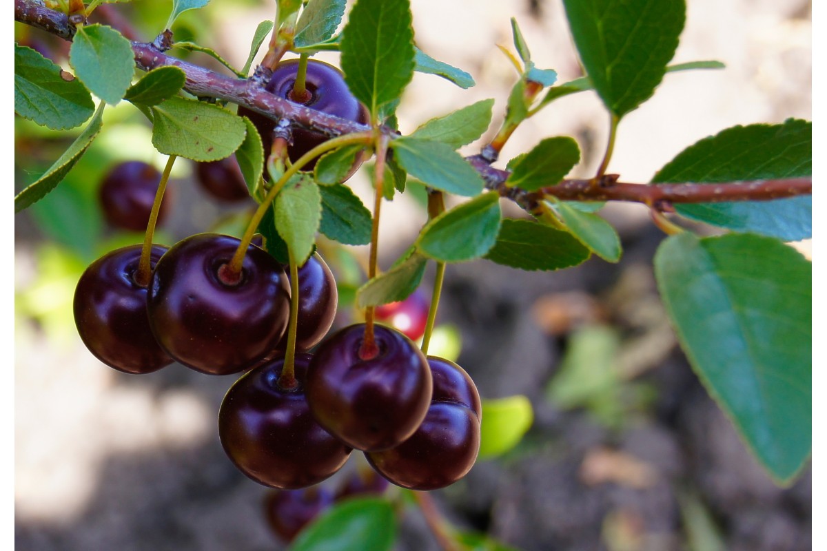 Cherry Tree - Cerisier