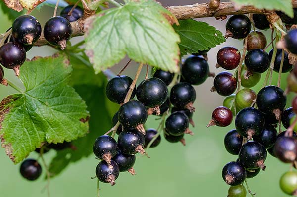 Ribes Nigrum ‘Black’ Currant Plant