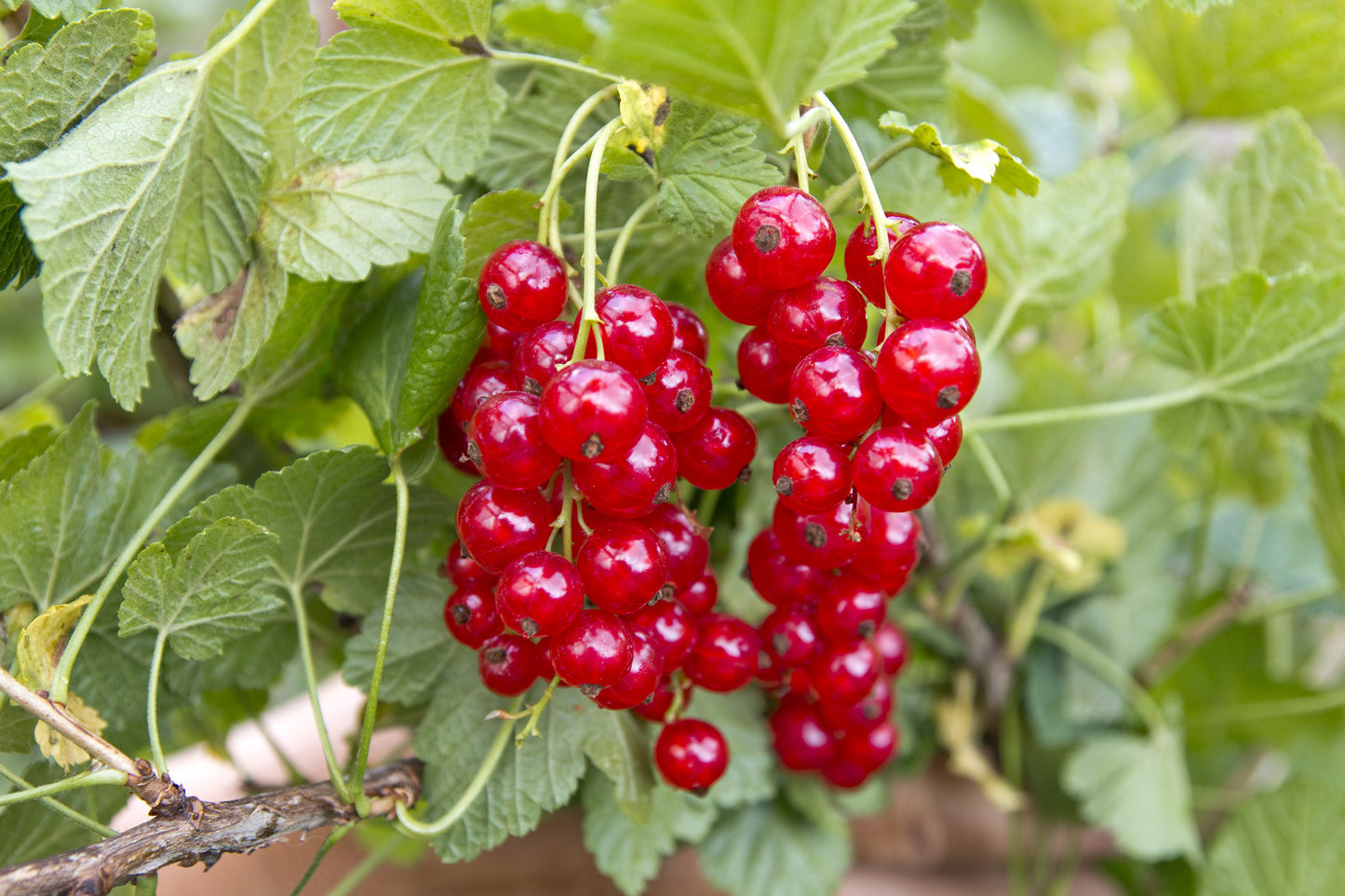 Ribes Rubrum ‘Red' Currant Plant