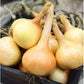 Walla Walla Onion