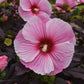 Starry Starry Night Rose Mallow Hibiscus Plants