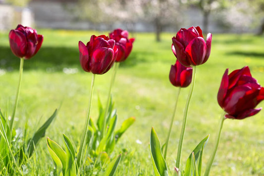 National Velvet Tulip Bulbs