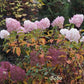 Hydrangea paniculata ILVOBO Bobo