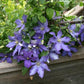 Rhapsody Clematis Vine