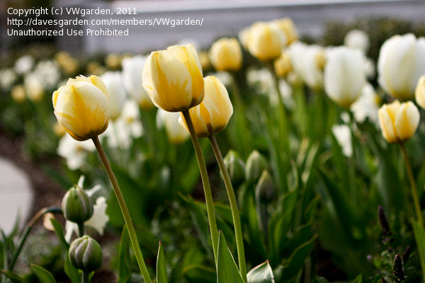 Jaap Groot Tulip Bulbs
