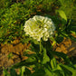 Polar Bear Zinnia Seeds online shopping