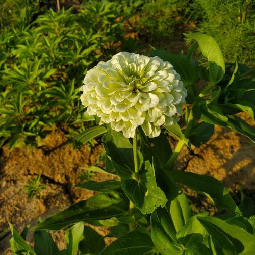 Polar Bear Zinnia Seeds online shopping