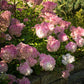 Hydrangea paniculata Renhy Vanille Fraise
