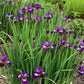 Iris Sibirica Jeweled Crown