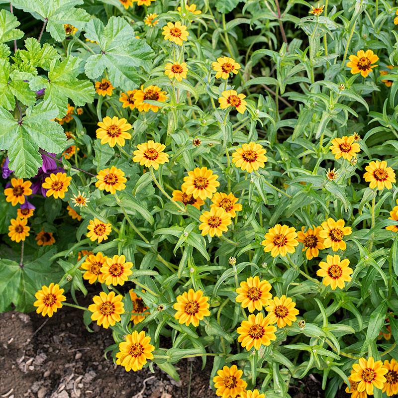 Soleado Zinnia Seeds online shopping