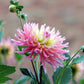 Star’s Favourite Dahlia