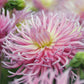 Star’s Favourite Dahlia