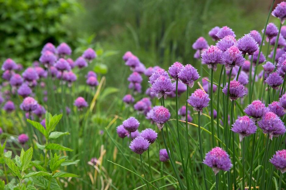 Chive - Ciboulette