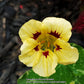 Troika Cream Nasturtium Seeds online shopping