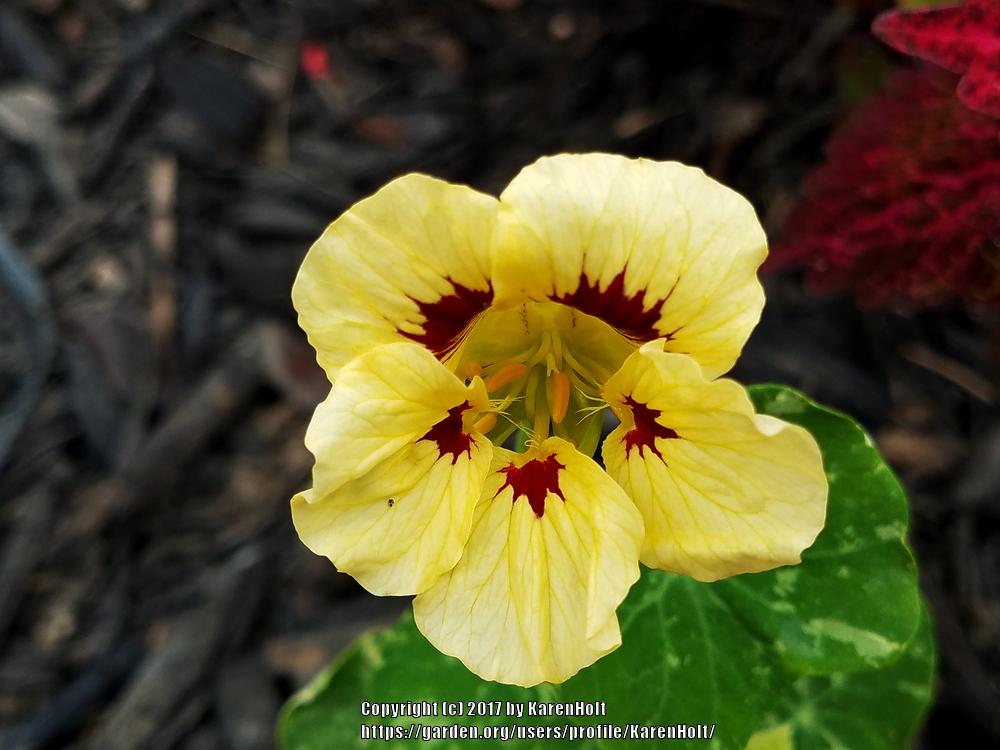Troika Cream Nasturtium Seeds online shopping