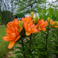 Tiny Double You Dwarf Asiatic Lily