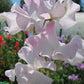 Deborah Devonshire Sweet Pea seeds online shopping