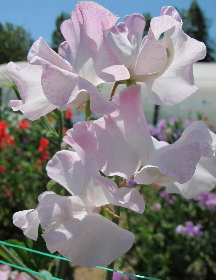 Deborah Devonshire Sweet Pea seeds online shopping