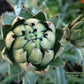 Green Globe Artichoke Seeds online shopping