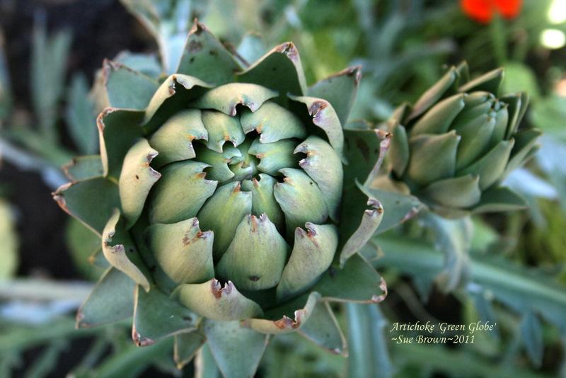 Green Globe Artichoke Seeds online shopping