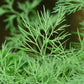 Dill - Aneth