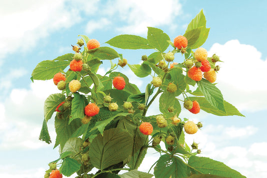 Double Gold Yellow Raspberry Plants